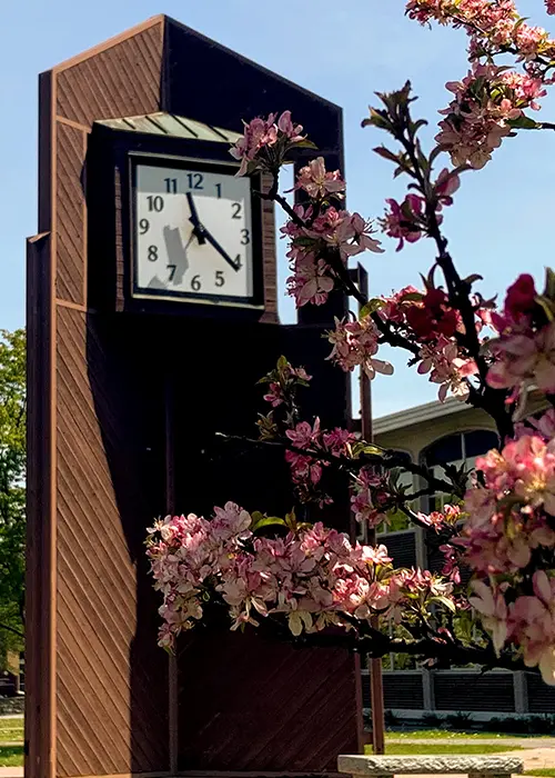 Jefferson clock tower with cherry blossoms in foreground